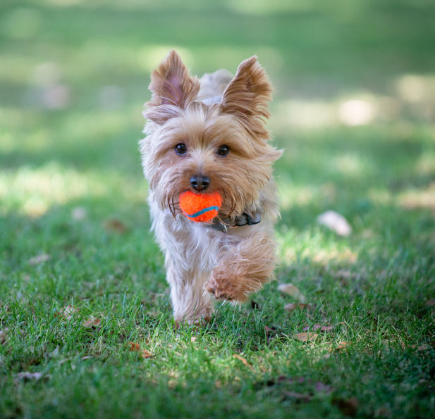 Yorkie with it's ball playing