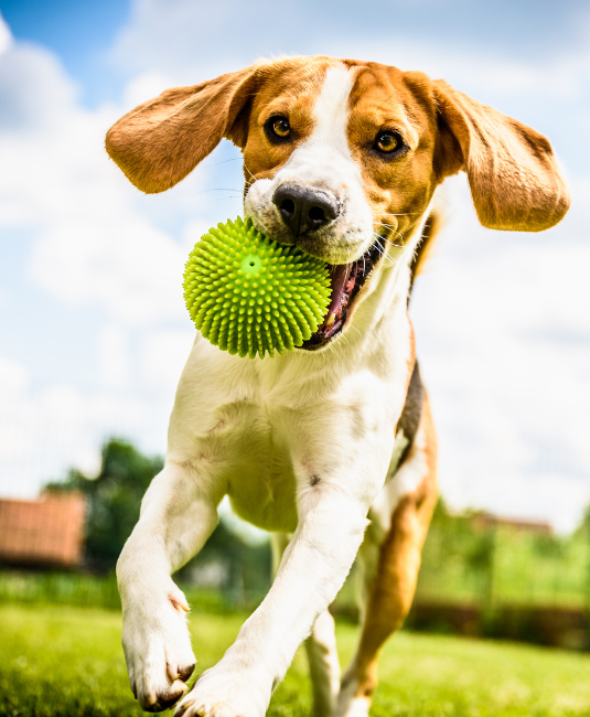 dog with a ball at the dog park