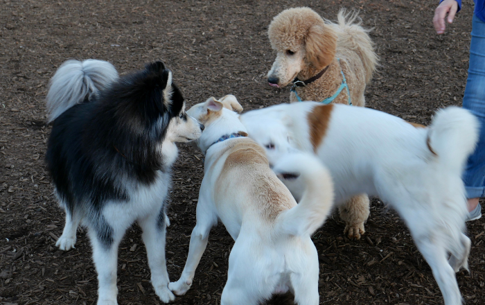 dogs greeting each other at a dog park